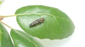Goldspotted oak borer beetles are threatening Southern California's oak tree population.