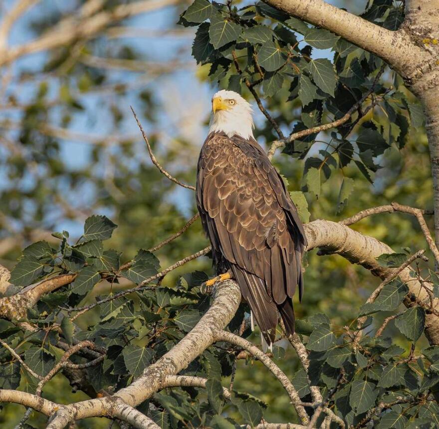 An American bald eagle
