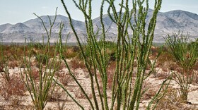 ocotillo-2