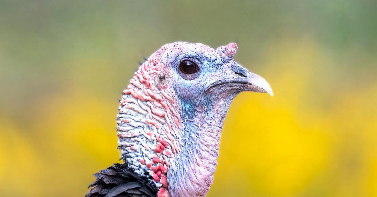 Where does your Thanksgiving turkey come from? Probably North Carolina