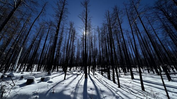 Acres of charred trees jut out from freshly fallen snow near Rociada on Wednesday Feb. 8, 2023, part of the 340,000-acre burn scar of the Hermits Peak-Calf Canyon fire.