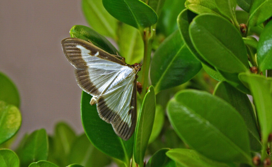 Box Tree Moth Usda Box tree moth quarantine expanded. What to look for to protect your ...