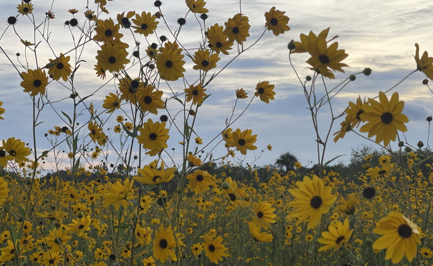 The Pepper Ranch Preserve in Pepper Ranch Preserve in Immokalee is also experiencing a native sunflower bloom. A period for viewing the 2025 annual bloom event of native Southeastern sunflowers is available at https://tinyurl.com/PepperRanchSunflowers.