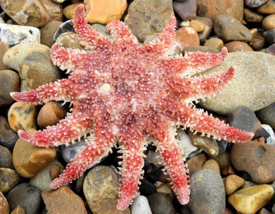 Starfish shouldn’t be understood as a body with five arms. Technically, they don’t even have what we’d call “arms.” Or, in the usual sense, a “body.”