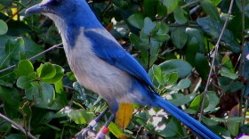 A Florida scrub-jay. (Photo courtesy Wikimedia Commons)