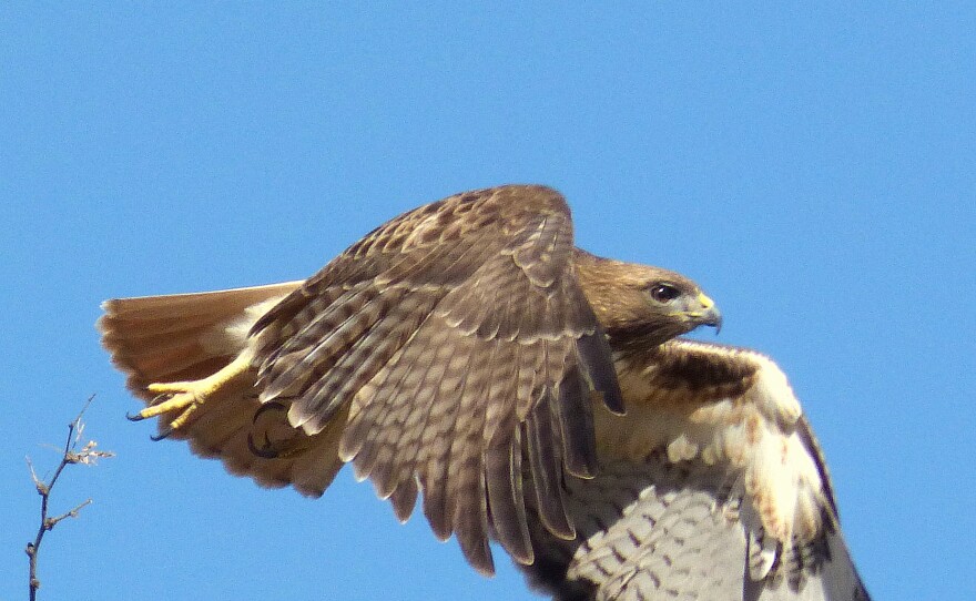 Redtail Hawk