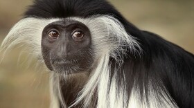 Olivia, a 5-year-old Angolan colobus monkey, at the Brookfield Zoo near Chicago.