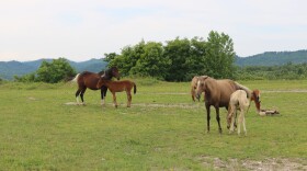 A herd of free-roaming horses in Leslie County had many foals in May 2026. It's part of a large population of horses in eastern Kentucky that graze on reclaimed mine lands.