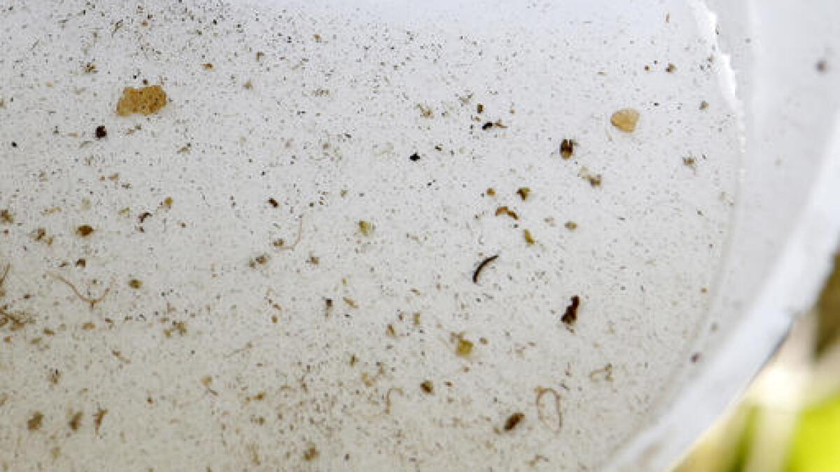 Dengue cases double in Hillsborough as infected mosquito surveillance pools increase