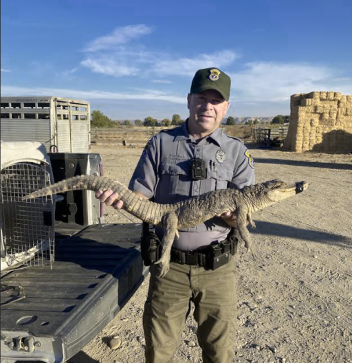 Officer Brian Marek holds a 3.5-foot alligator that was captured in New Plymouth