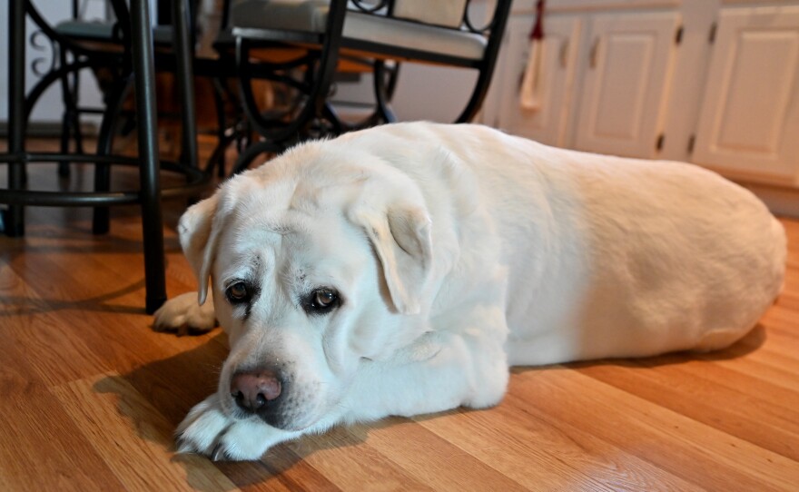 Bella the dog supervised over the cannoli-making.