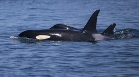 Southern Resident orcas in the J pod made a rare 2019 appearance in inland waters on Thursday, August 15, near Lime Kiln State Park off of San Juan Island. (Image taken under the authority of NMFS permit No. 22141) MEGAN FARMER / KUOW