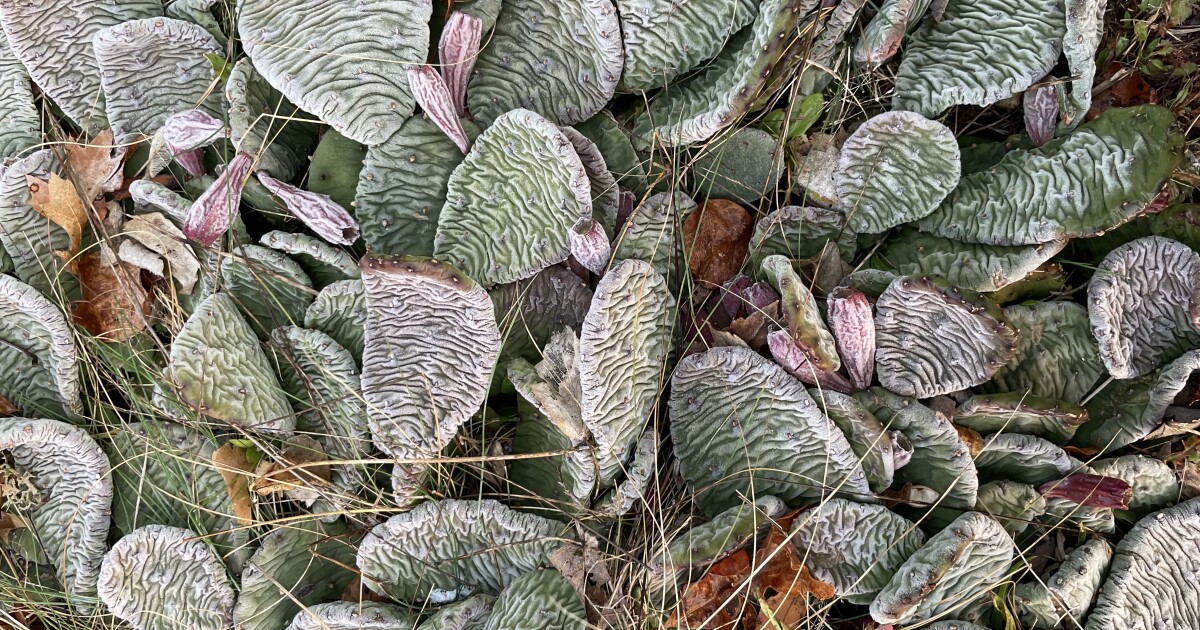 This local cactus is edible, but don't harvest it | CAI