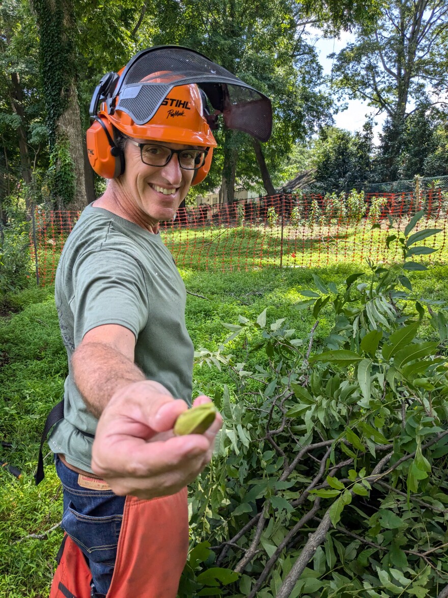 Daniel Stern holds a green pecan and smiles at the camera. He wears a green shirt, jeans, bright orange chainsaw chaps, and a bright orange protective helmet. He stands in the Cultural Garden, where he has been pruning trees with a chainsaw. Tree limbs are scattered on the ground.