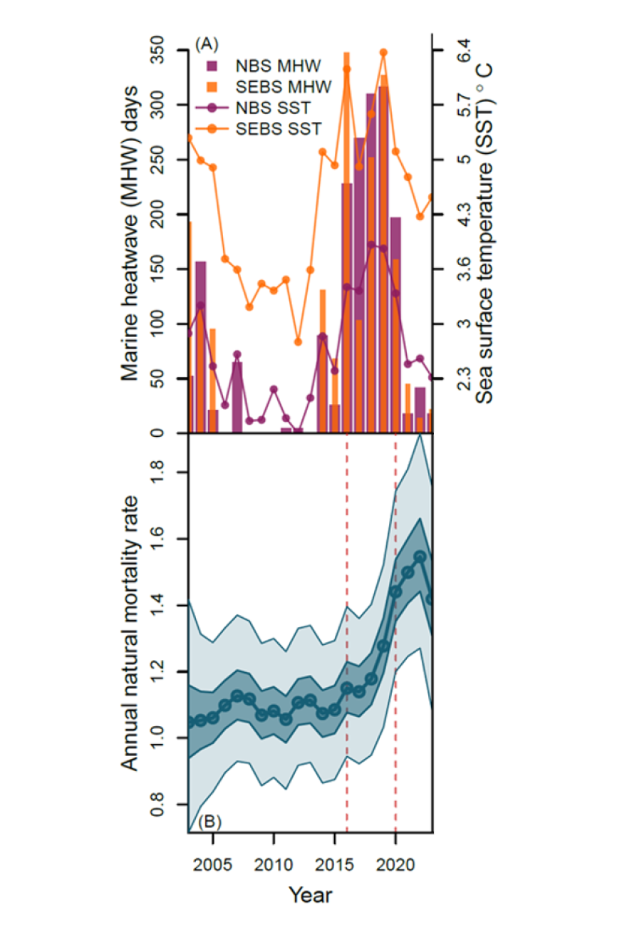 Mortality of post-juvenile Yukon River Chinook salmon increased dramatically as Bering Sea temperatures did. Panel A shows the number of days characterized by marine heatwave conditions for the Northern and Southeastern Bering Sea and the annual average sea surface temperature from 2003 to 2023. Panel B shows estimates of post-juvenile natural mortality with dashed vertical red lines marking the 2016-2020 heatwave period.