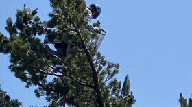 Tree climber Matt Zhun reaches through the branches of a whitebark pine to find cones.