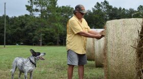 Hay farmer Carl Allison looks at the quality of the cow hay from one of his rolls. Allison has resorted to selling cow hay because the rain has cause his horse hay to become brown and too mature.