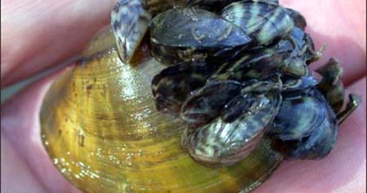 Zebra musselkilling bacteria could help native species in the Great Lakes