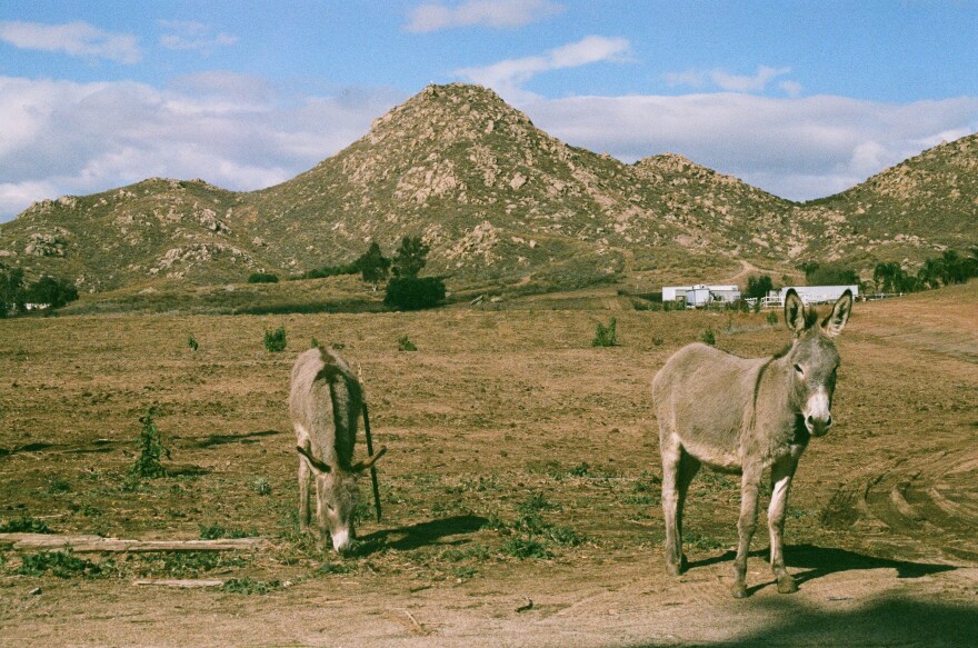 Wild burros in Reche Canyon.