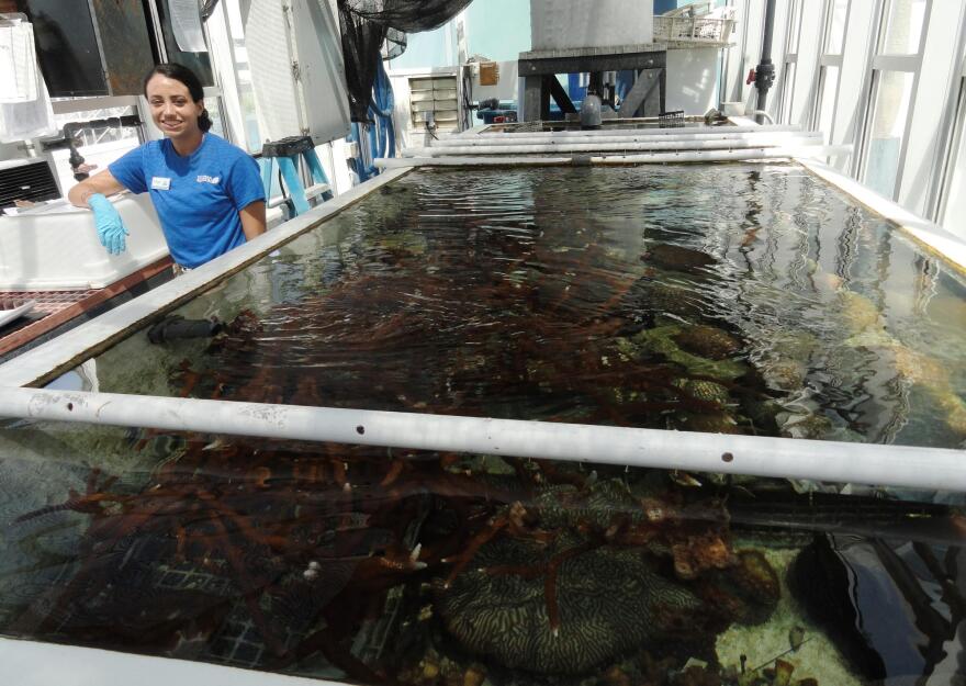 Gabby Vaillancourt at a coral "ark" on the roof of the Florida Aquarium