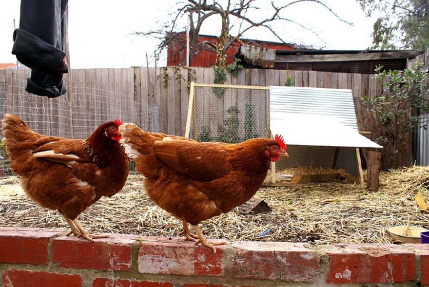 Two chickens in a backyard coop.