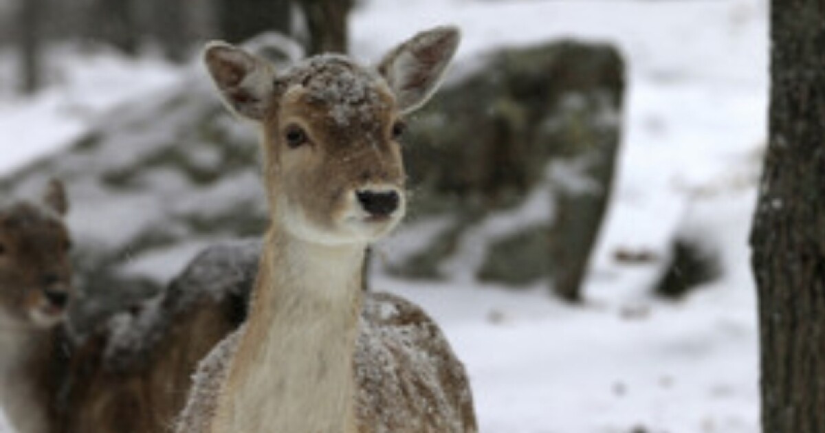 Ottawa County tackles 'broken system' with managed deer hunts