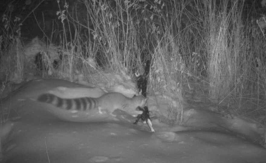 Another ringtail caught on a nighttime trail cam picture, its full body and tail visible. It looks like it is either holding a large stick in its mouth (its face is turned away), sniffing it or trying to transport it. Its bushy black and white ringed tail is very visible. 