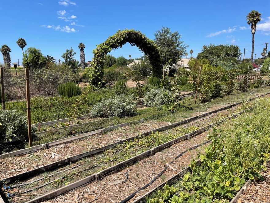 The McGrath Family Farm is an organic farm just highway 101 in Camarillo. For farm Phil McGrath an ideal farm is a diversified farm with lots of different crops.