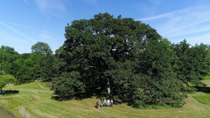 This post oak has a 17-foot circumference and is the biggest of its species in Illinois. (credit: Prairie Rivers Network)