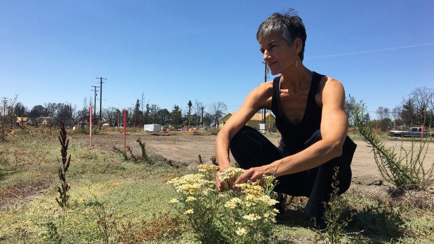 Memories of last year's fire can still feel overwhelming, says Danielle Bryant. But her flattened neighborhood is also coming back to life. Here, in the yard of her old home in Santa Rosa, green sprouts now push through the blackened decay.