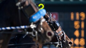 Harness racing horses