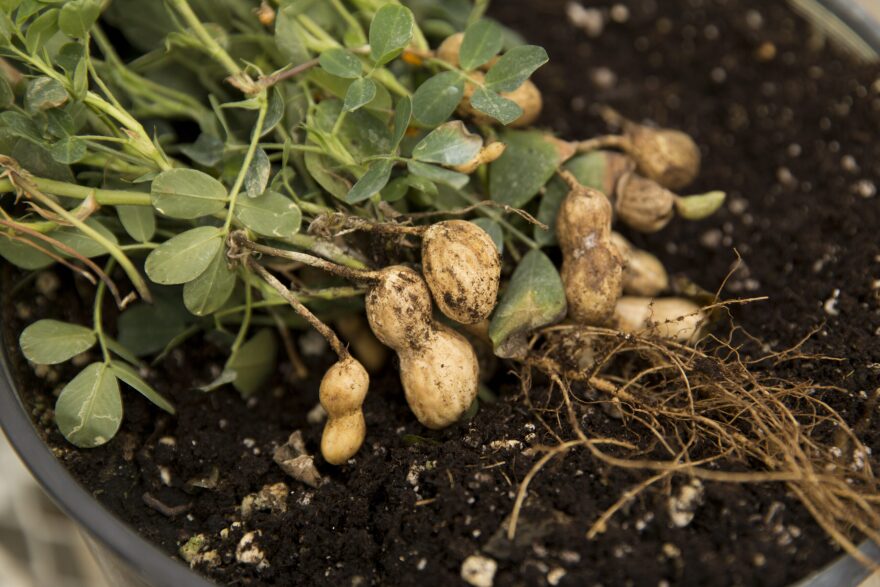 UGA’s new products from research include two disease-resistant peanut cultivars developed by National Academy of Inventors Fellow Bill Branch that have been credited with saving the southeastern U.S. peanut.