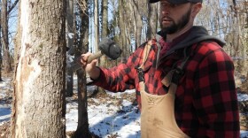 Kevin Colston demonstrating how to tap a maple tree to collect sap.