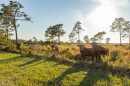 Cows peer over the fence of a property for sale in Lakewood Ranch.