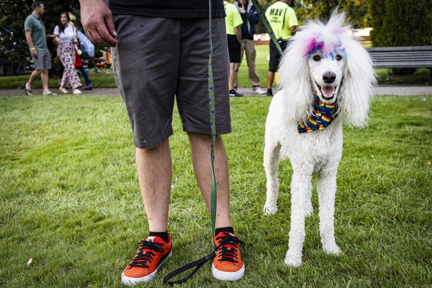 A white poodle dog stand next to their owner, wearing a rainbow flag bandana