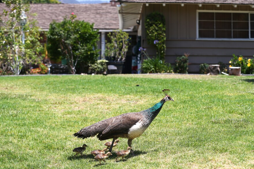 A peafowl and five small chicks cross the grassy yard outside of a house in Arcadia, California.