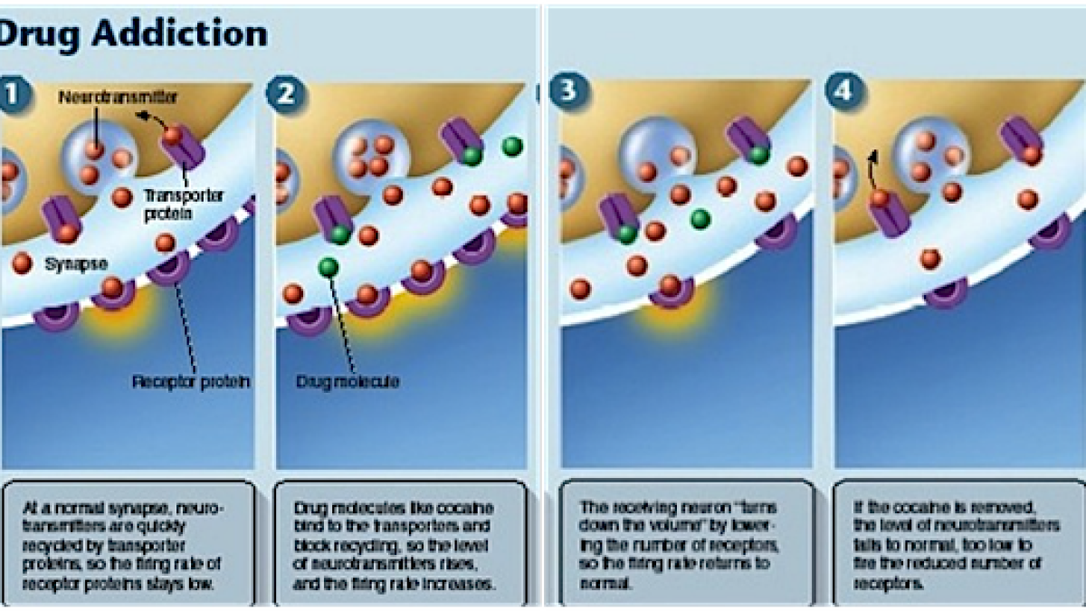 how do people get addicted to cigarettes On Science: Can you smoke cigarettes without becoming addicted?