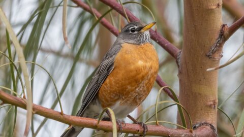 American Robin