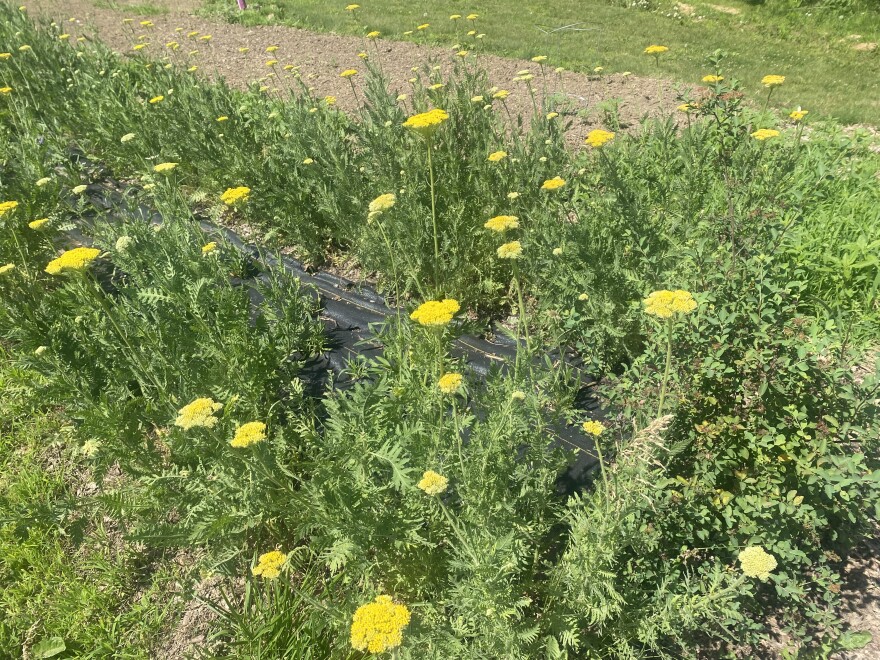 Rows of yellow flowers growing at Black Sheep Flower Farm