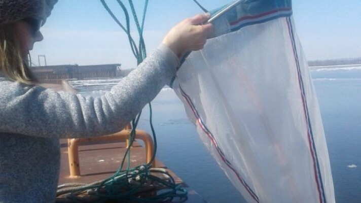 Researchers use nets and traps to monitor invasive bloody red shrimp in Duluth-Superior Harbor.