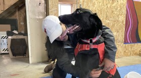 Working Dogs for Conservation trainer Michele Vasquez clips a vest onto Charlie, a Labrador retriever, to let him know he's working. Dogs like Charlie will help sniff out chronic wasting disease in deer and elk scat. They will also help find mink and otter droppings that can be tested for toxic substances near illegal dumpsites.