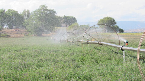 Sprinklers water alfalfa.