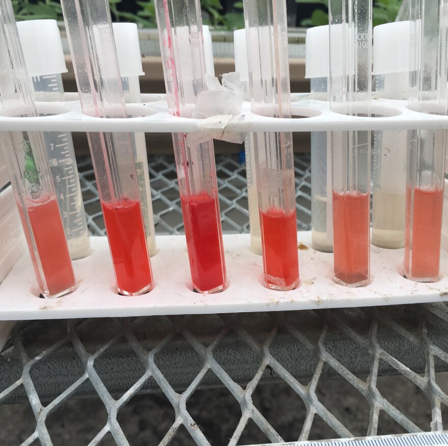 Nitrate runoff from experiment