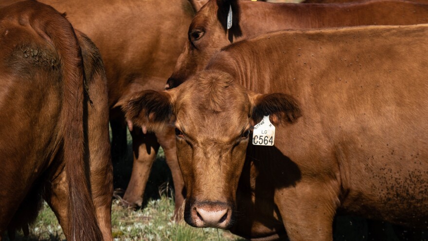 A small herd waits for a handout of cattle cake — a high-protein food pellet — at B&L Red Angus.