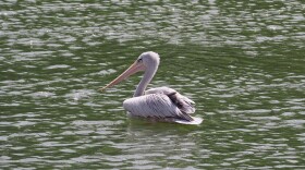 A pelican on the water.