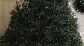 Capitol Christmas Tree