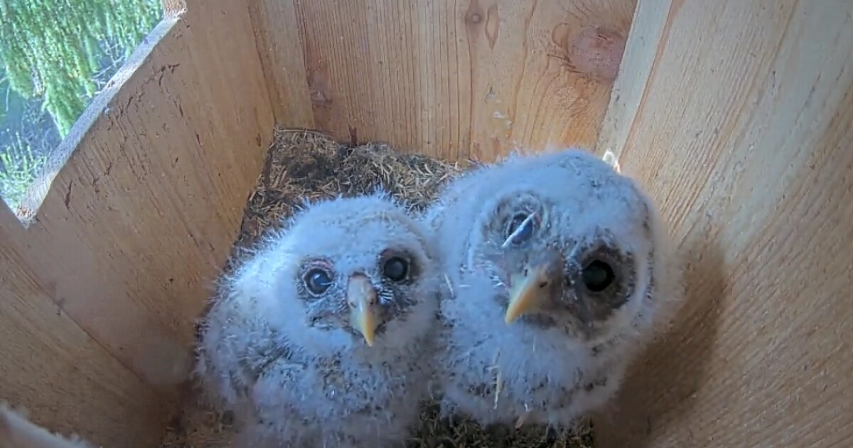 Chirp Chat: Watch baby owls hatch on this Milwaukee live stream