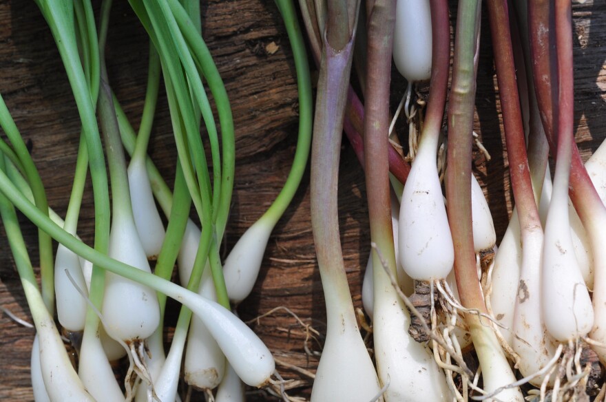 Allium tricoccum_May2011za.jpg