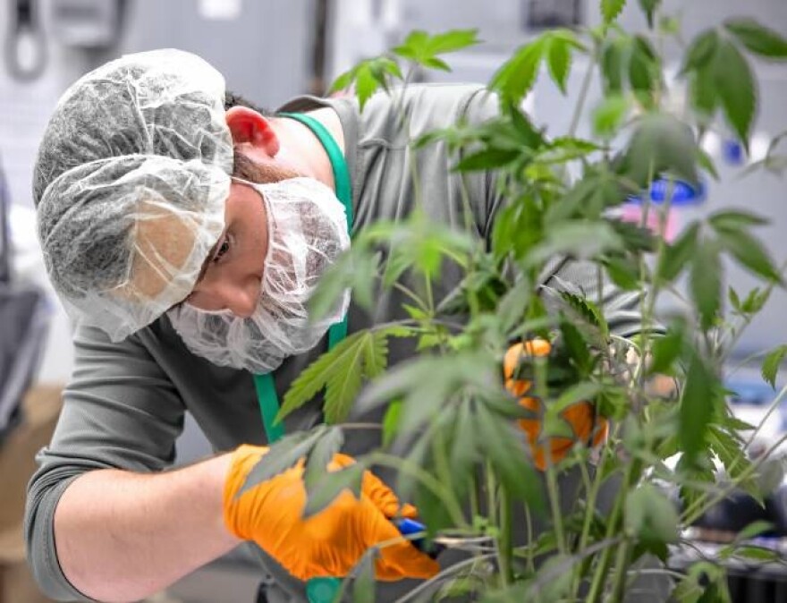 GraniteLeaf Cannabis Cultivation Director Antonio Garcia takes a cutting from a ”mother” plant so it can be repotted. All plants propagated in this fashion are genetically identical to the mother plant, resulting in a much more consistent product than growing from seeds.