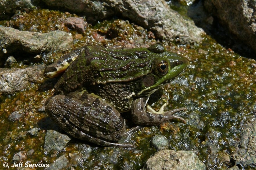 Chiricahua leopard frog
